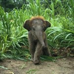 Маленький слоненок, Индия